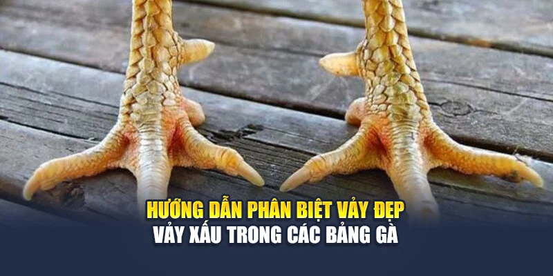 Hướng dẫn phân biệt vảy đẹp – vảy xấu trong các bảng gà