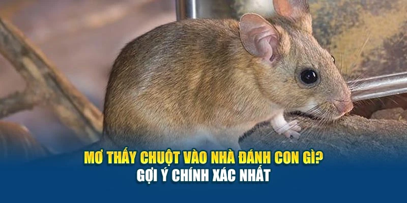 Mơ Thấy Chuột Vào Nhà Đánh Con Gì 78Win? Gợi Ý Chính Xác Nhất